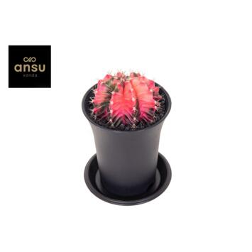 image CACTUS GYMNOCALYCIUM VARIE