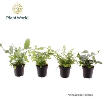 image FOUGERE VARIEE