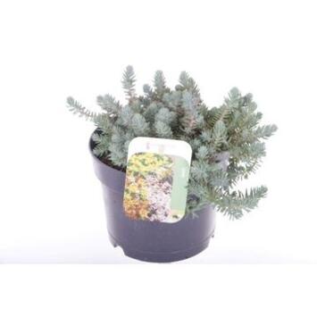 image SEDUM REFLEXUM