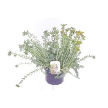image SEDUM REFLEXUM