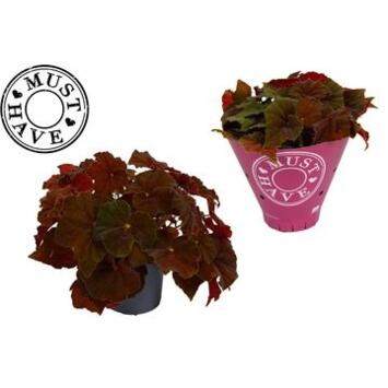 image BEGONIA REX AMBER LOVE