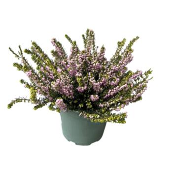 image ERICA DARLEYENSIS