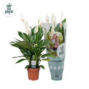 image SPATHIPHYLLUM SWEET RICARDO