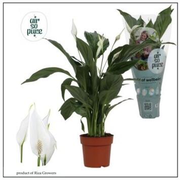 image SPATHIPHYLLUM SWEET RICARDO