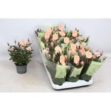 image ROSIER ROSAROMA ROSE