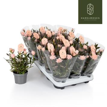 image ROSIER ROSAROMA ROSE