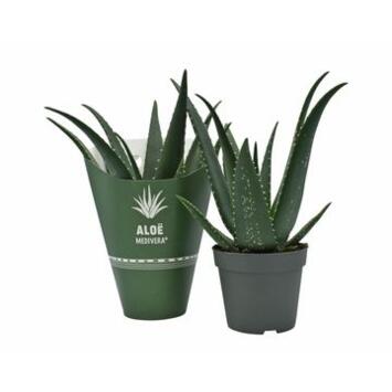 image ALOE EQUATOR MEDIVERA