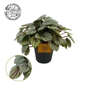 image PEPEROMIA MISTIQUE