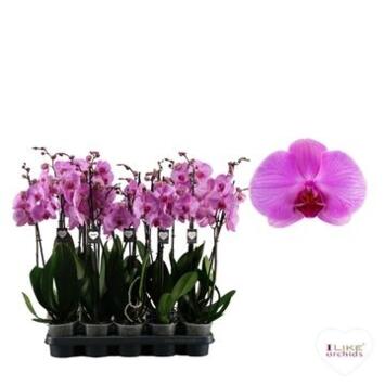 image PHALAENOPSIS 2BR MAUVE