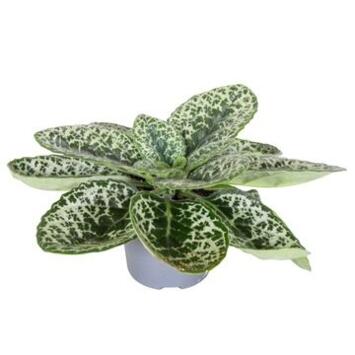 image STREPTOCARPUS PRETTY TURTLE