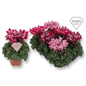 image CYCLAMEN SUPER SERIE DJIX VARIE