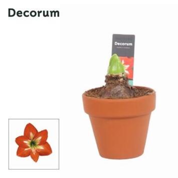 image AMARYLLIS  2TIGES ROUGE P TERRE