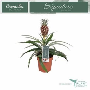 image ANANAS ROSITA