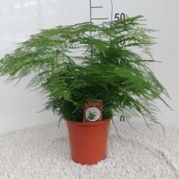 image ASPARAGUS SETACEUS PLUMOSUS