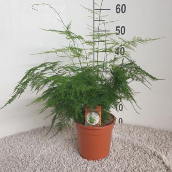 image ASPARAGUS SETACEUS PLUMOSUS