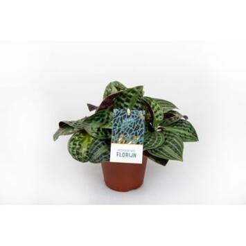 image GEOGENANTHUS POEPPIGII