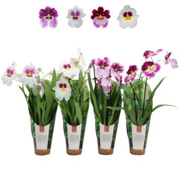 image MILTONIA 2BR VARIE