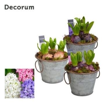 image JACINTHE 3PP P ZINC