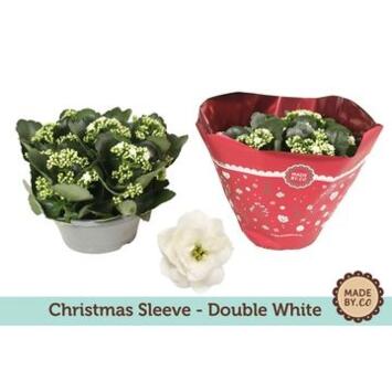 image KALANCHOE FL DBLE COUPE