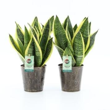 image SANSEVIERIA FUTURA SUPERBA ZINC