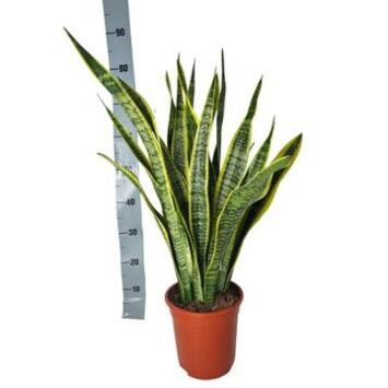 image SANSEVIERIA LAURENTII