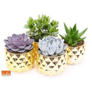 image SUCCULENTE CERAM OR