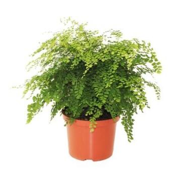 image ADIANTUM FRAGRANS