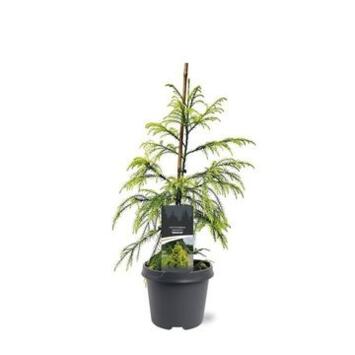 image CRYPTOMERIA SEKKAN