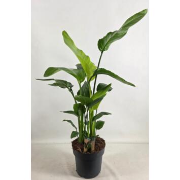 image STRELITZIA NICOLAI