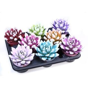 image ECHEVERIA TEINTE GIVRE