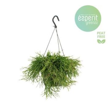 image RHIPSALIS EASY SWEET SUSP