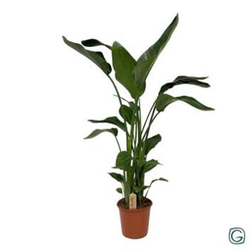 image STRELITZIA NICOLAI