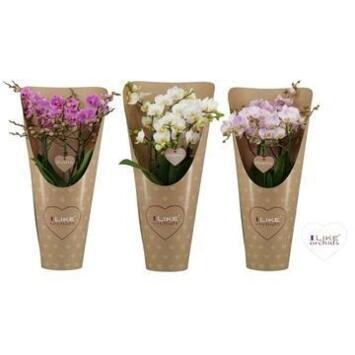 image PHALAENOPSIS 4BR MF VARIEE
