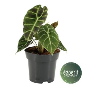 image ALOCASIA LONGILOBA