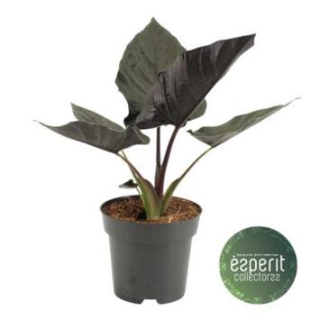 image ALOCASIA ANTORO VELVET