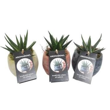 image PLANTES VERTES VARIEES