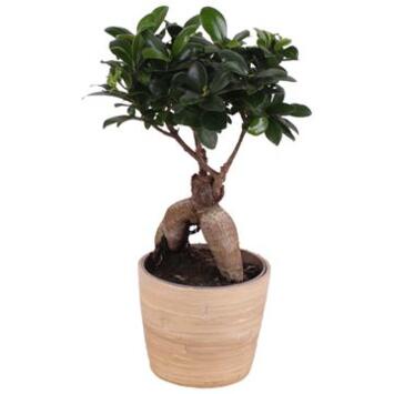 image FICUS GINSENG