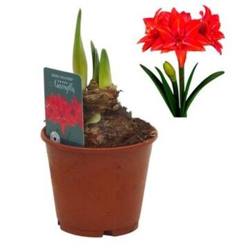 image AMARYLLIS 2TIGES ROUGE