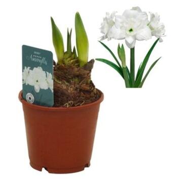 image AMARYLLIS 2TIGES BLANCHE
