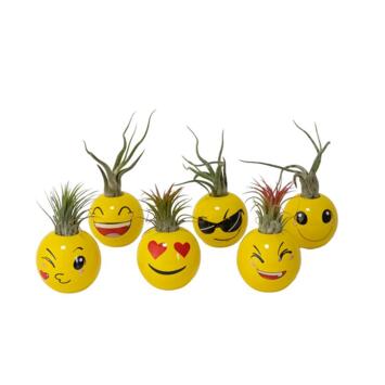 image TILLANDSIA CERAM SMILEY