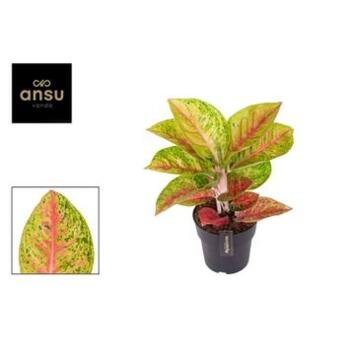 image AGLAONEMA GRAND POPPY