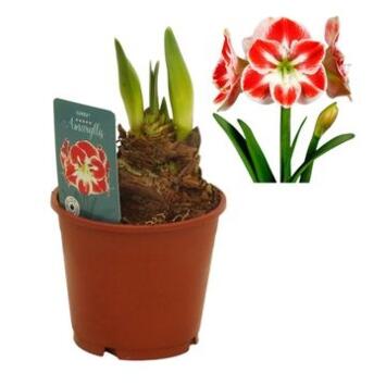 image AMARYLLIS 2TIGES SAMBA