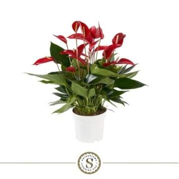 image ANTHURIUM ANDREANUM BANDEROLA ROUGE