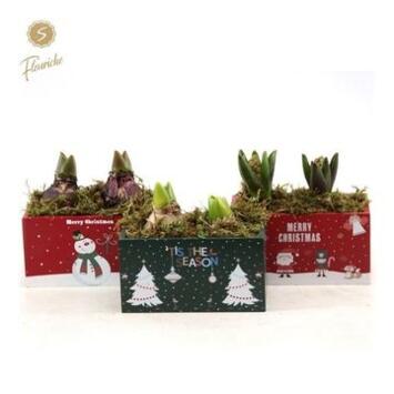 image JACINTHE 2PP JARD BOIS NOEL