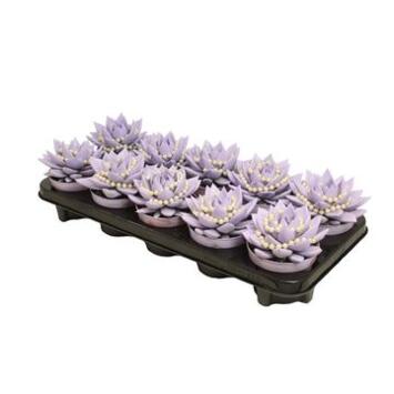 image ECHEVERIA MIRANDA TEINTE PERLE