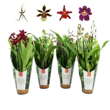 image ORCHIDEE 3BR VARIEE