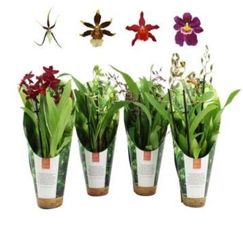 image ORCHIDEE 3BR VARIEE