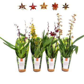 image ORCHIDEE 3BR VARIEE