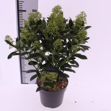 image SKIMMIA JAPONICA FINCHY