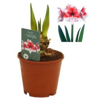 image AMARYLLIS 2TIGES ROUGE ET BLANCHE